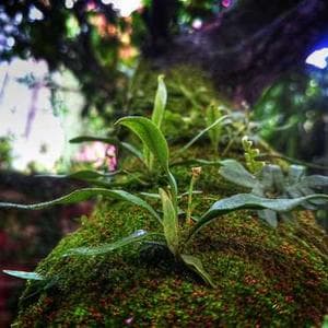 Designer Velvet Textile 135 3